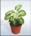 Syngonium Podophyllum